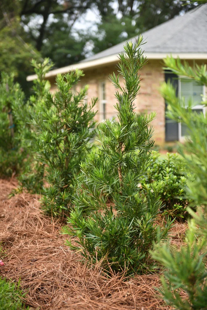 Kingswood Project by Bay Landscaping, Inc. - Photo 27