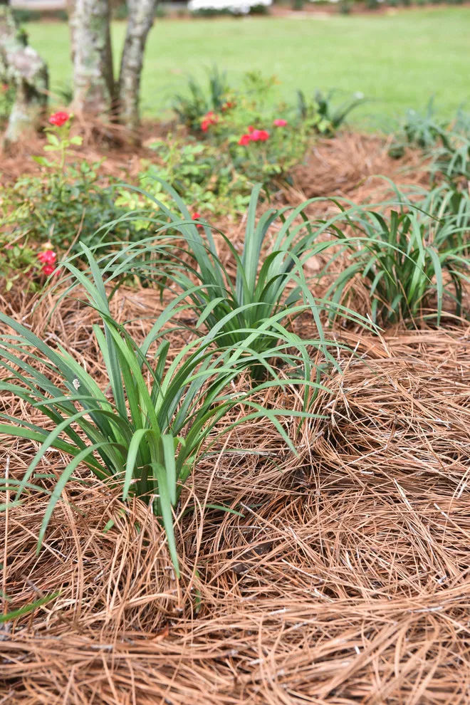 Kingswood Project by Bay Landscaping, Inc. - Photo 7