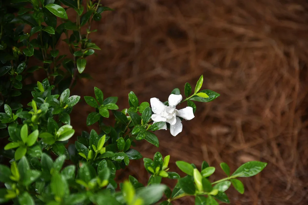 Kingswood Project by Bay Landscaping, Inc. - Photo 12