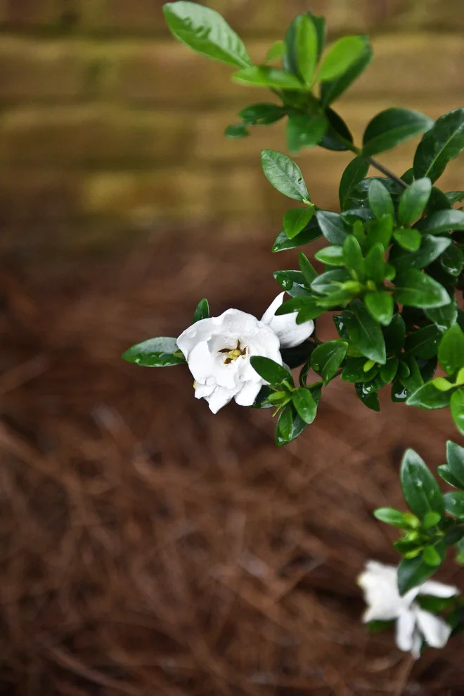 Kingswood Project by Bay Landscaping, Inc. - Photo 30