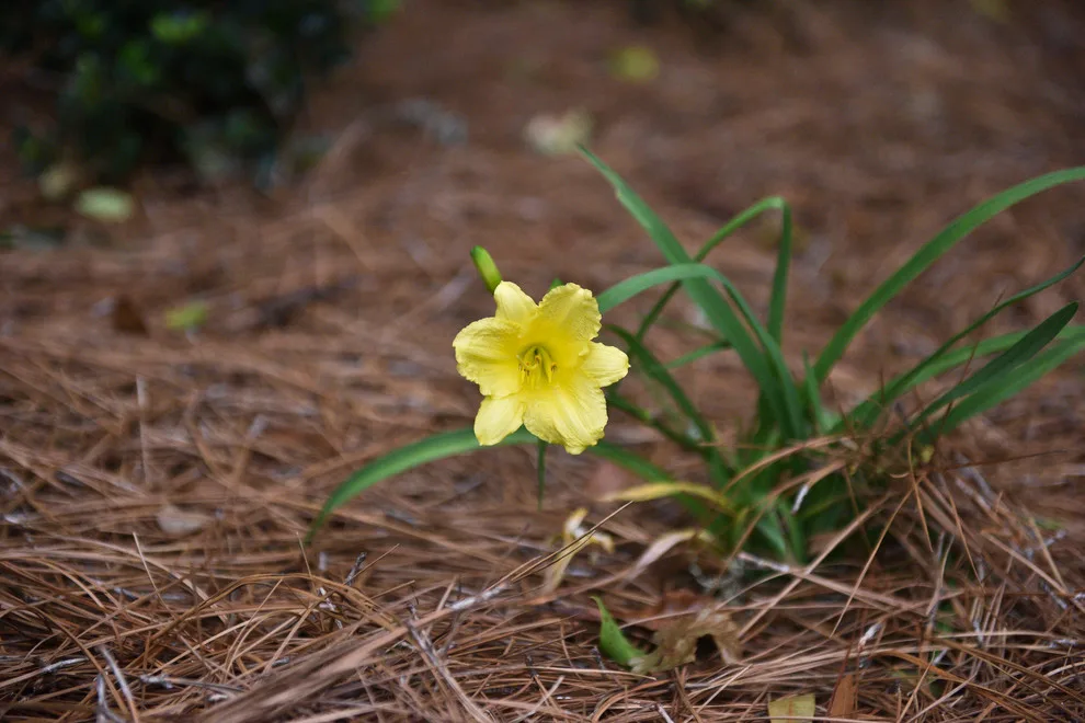 Kingswood Project by Bay Landscaping, Inc. - Photo 20