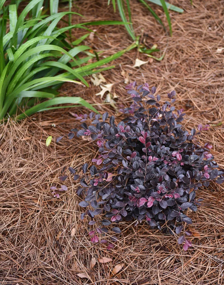 Kingswood Project by Bay Landscaping, Inc. - Photo 19