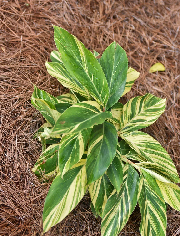 Kingswood Project by Bay Landscaping, Inc. - Photo 16