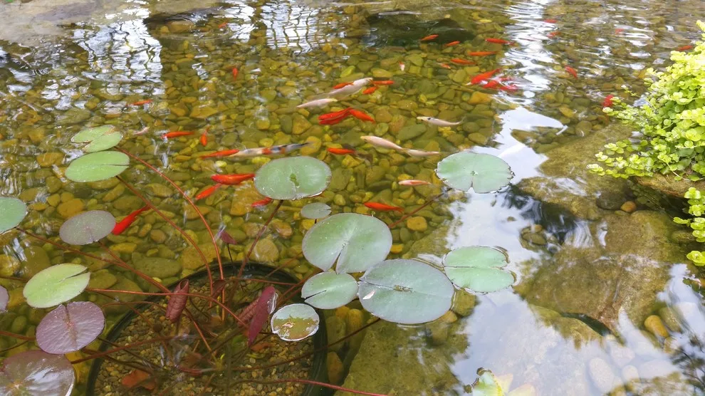 McCormick Landscaping / Aquatic Solutions - Photo 7