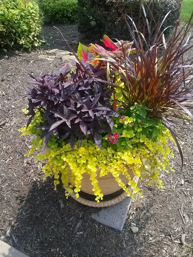 Fox Lady Gardening and Care by Blue Fox Landscape Design Inc - Photo 14