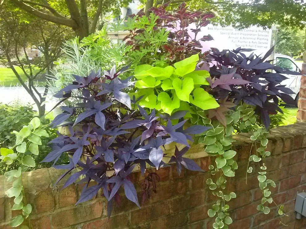 Fox Lady Gardening and Care by Blue Fox Landscape Design Inc - Photo 19