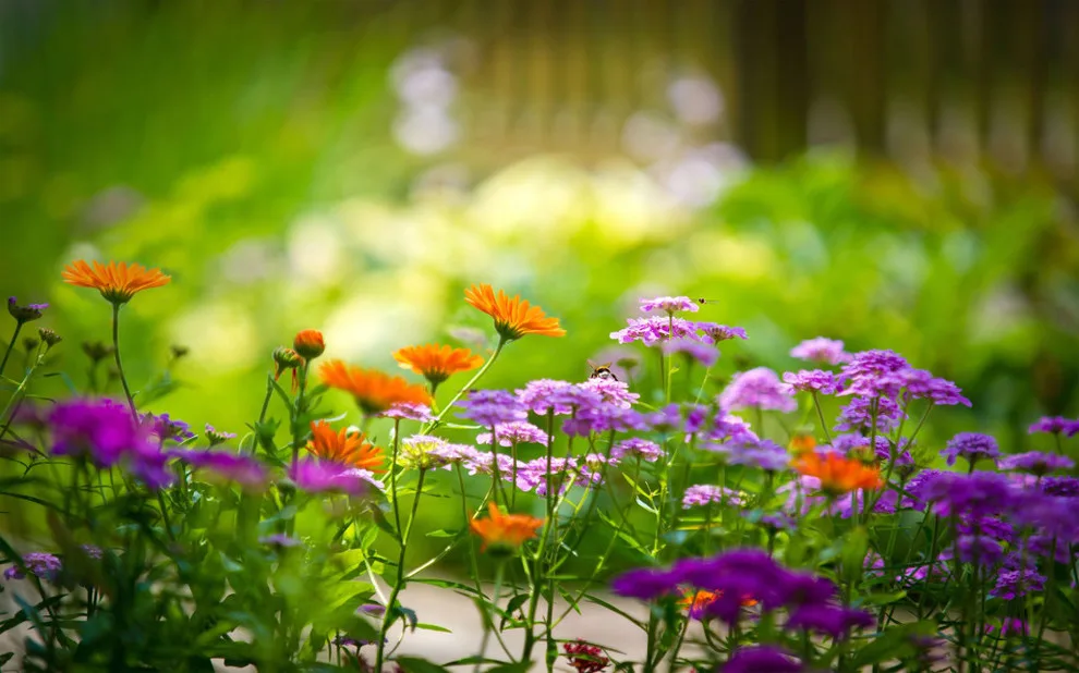 Fox Lady Gardening and Care by Blue Fox Landscape Design Inc - Photo 7