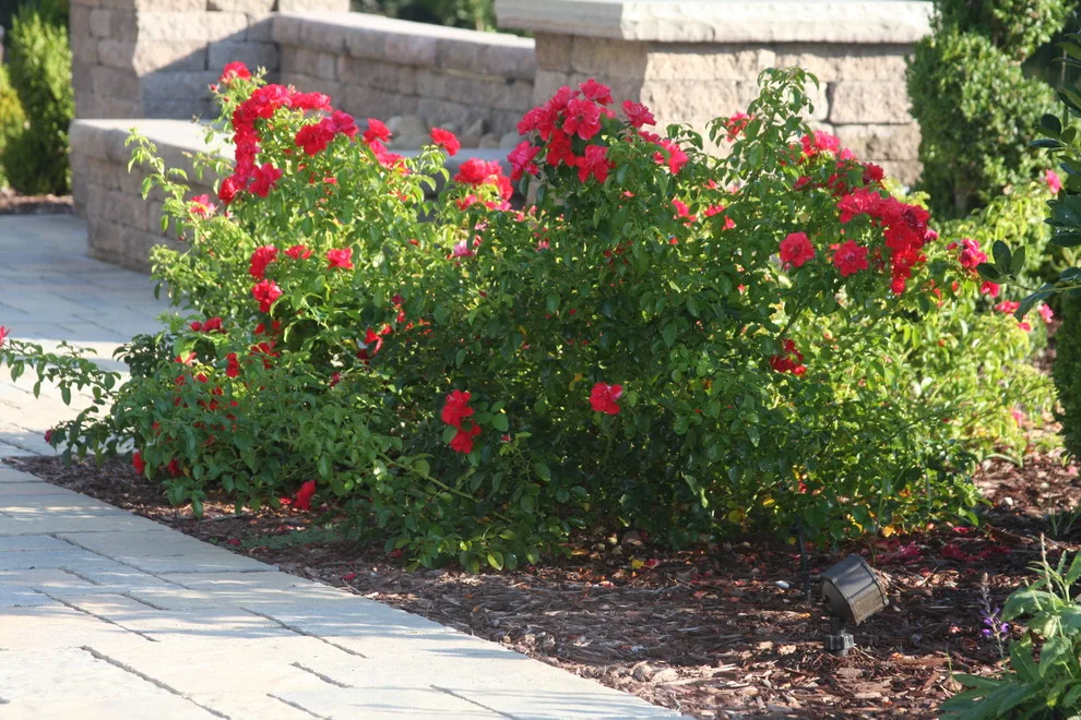 Paver Walkway Landscape and Hardscape Design by Landscape Outfitters Inc - Photo 62