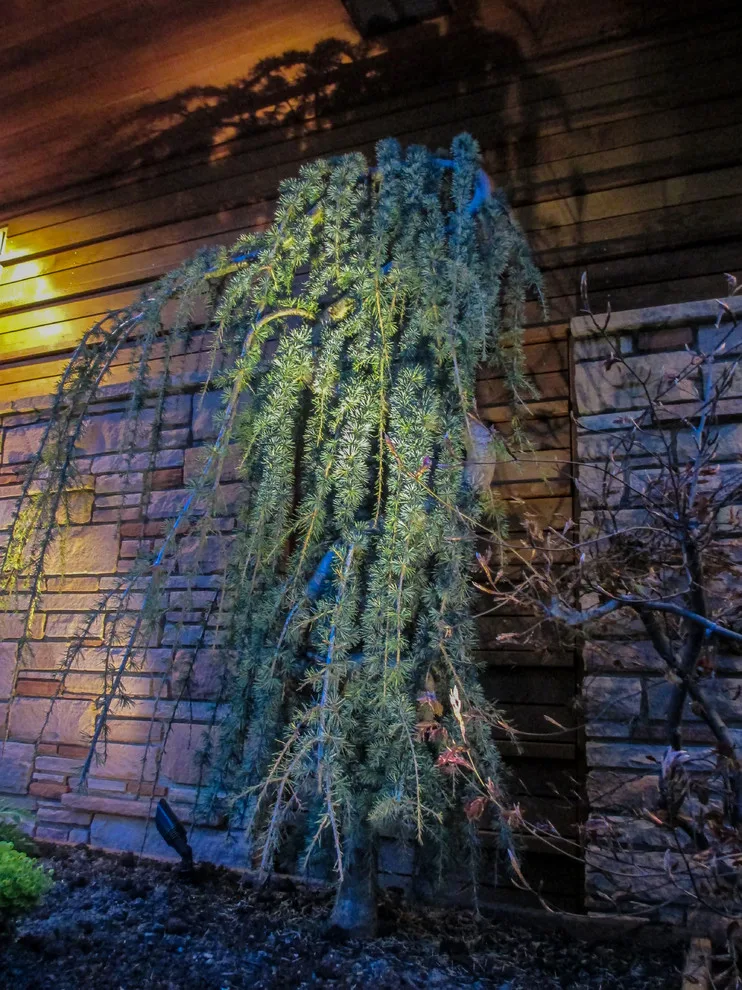 Outdoor Illumination by Choice Landscapes LLC - Photo 3