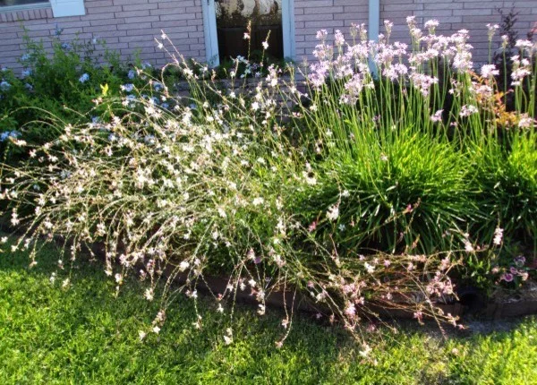 Scapes Inc - Photo 8