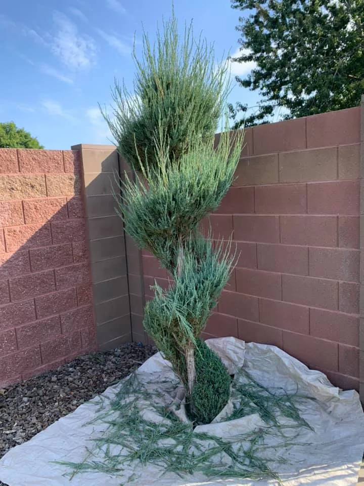 Eden Landscaping & Tree Service LLC - Photo 12