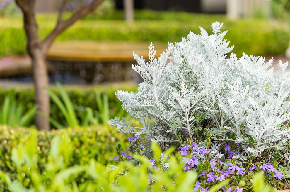 Formal Roots by Carolina Landscape, Inc. - Photo 7