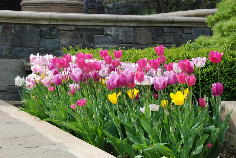 Garden Design by Bruce Ewing - Photo 10