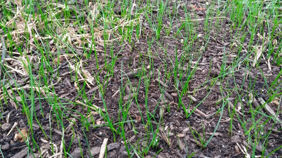 West Farragut Lawn Revival by Bullington Land Management Corp. - Photo 2