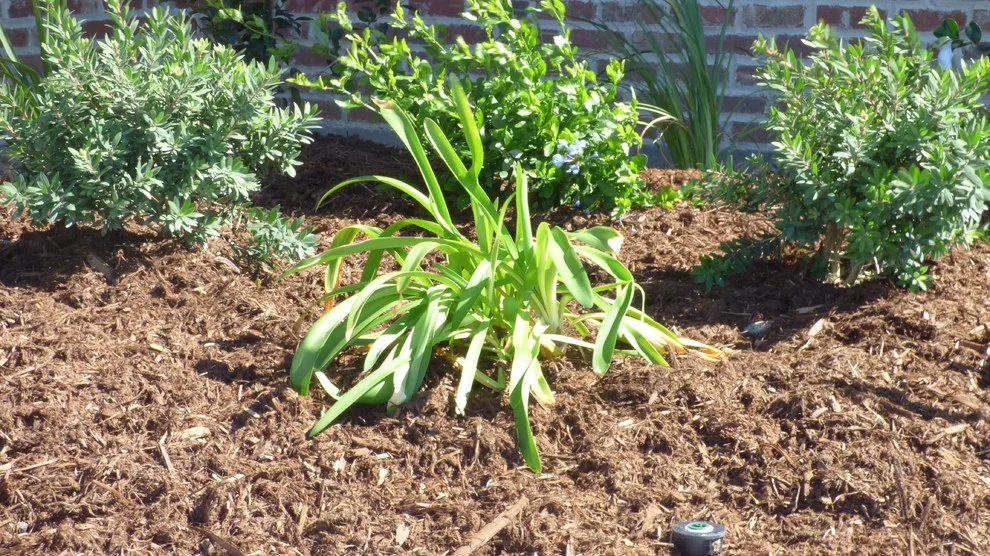 Holly Mary Nell by Lollys Gardening - Photo 5