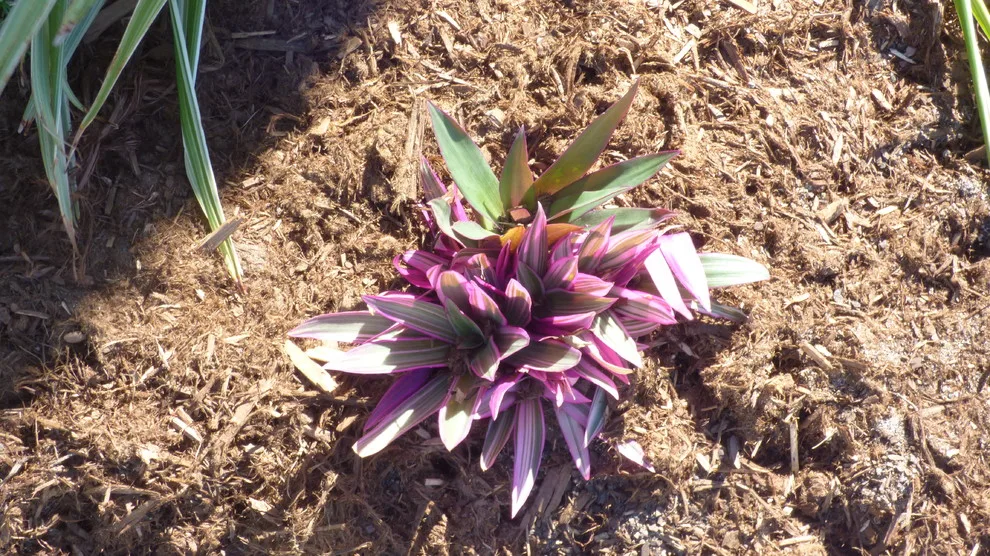 Lollys Gardening - Photo 7