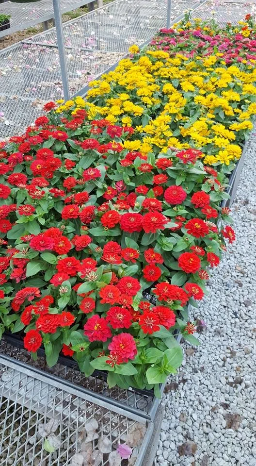 Garden Borders by Twisted Vines Lawn & Landscaping - Photo 4