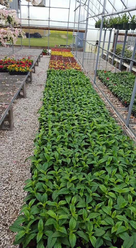 Garden Borders by Twisted Vines Lawn & Landscaping - Photo 3