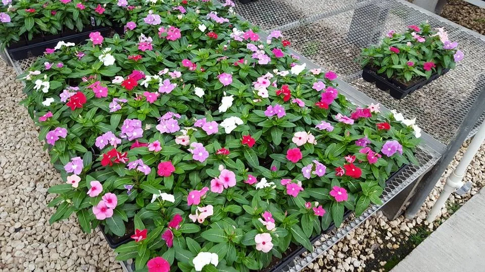 Garden Borders by Twisted Vines Lawn & Landscaping - Photo 8