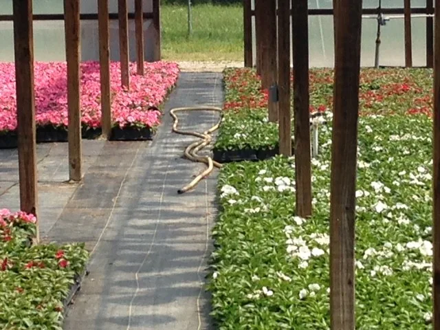 Rowe Landscape Installation, LLC - Photo 9