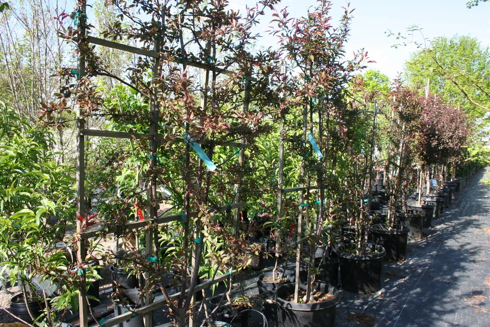 Our Garden by Mountain View Nursery And Landscaping, LLC - Photo 3