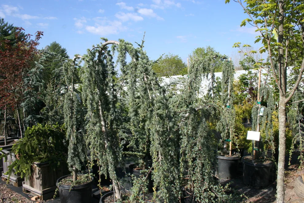 Our Garden by Mountain View Nursery And Landscaping, LLC - Photo 2