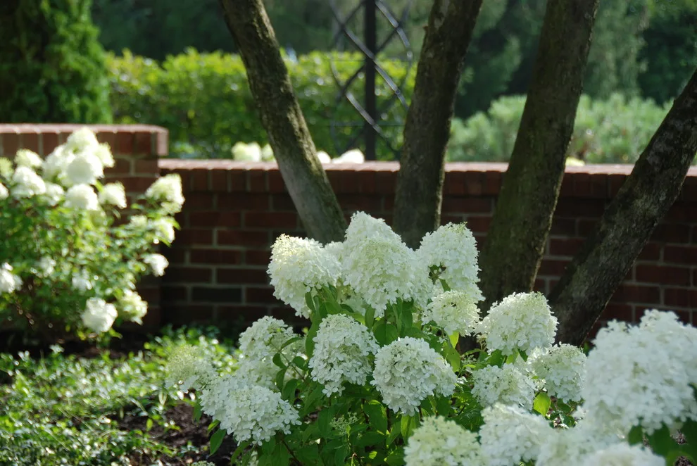 Our Creations by Bruce Ewing - Photo 3