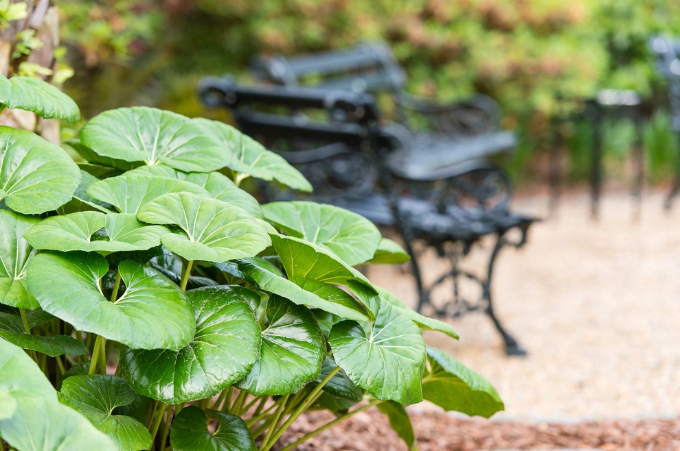 Formal Roots by Carolina Landscape, Inc. - Photo 4