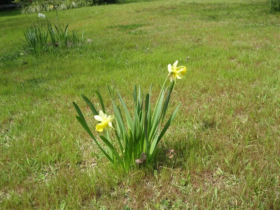 Green Gator Lawn Care - Photo 3