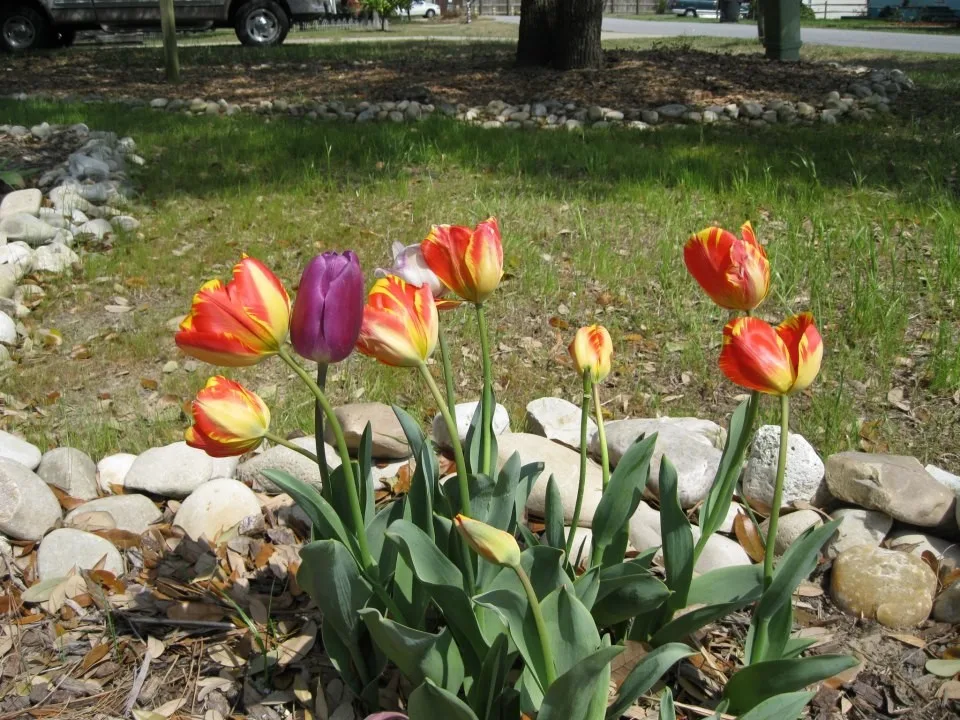 Green Gator Lawn Care - Photo 2