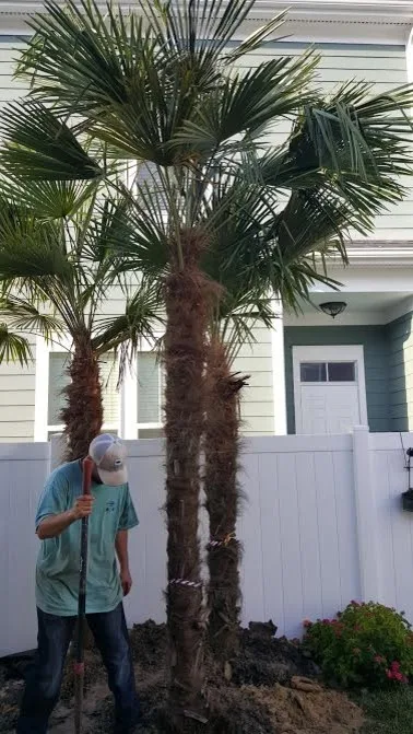 Coconut Trees by Elite Coastal Landscaping LLC - Photo 2