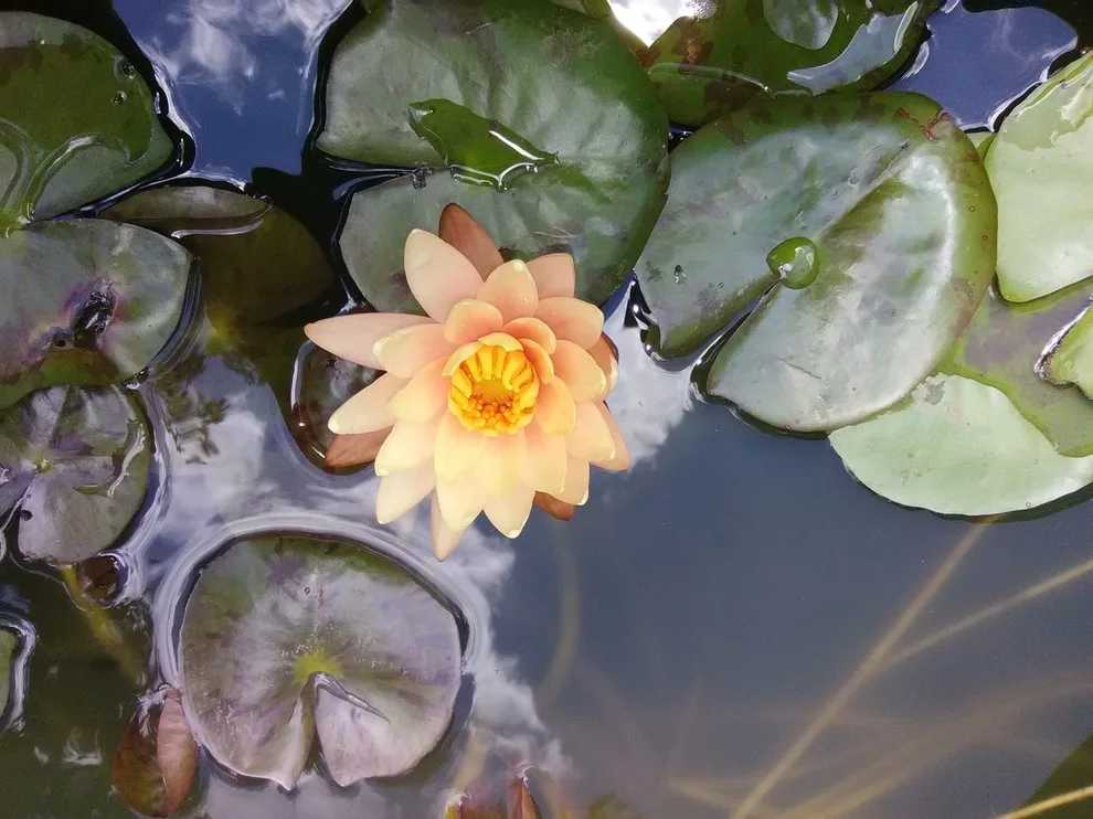 Pond Restoration by 2 J's & Sons - Photo 4