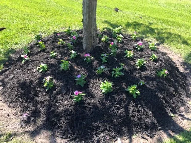 Farmhouse Landscaping for the Front Yard by Twisted Vines Lawn & Landscaping - Photo 12