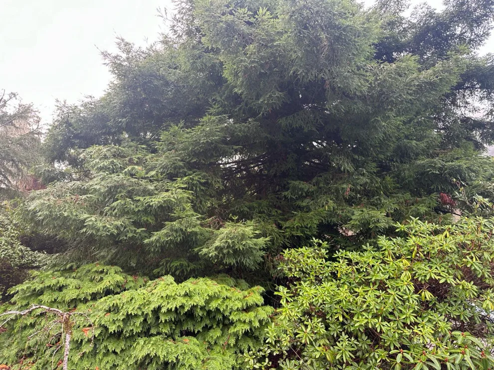 Blossom Landscaping & Handyman Service - Photo 5