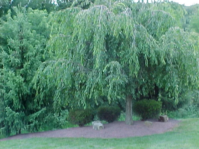 Crimson Gem by A-Z Landscaping LLC - Photo 27