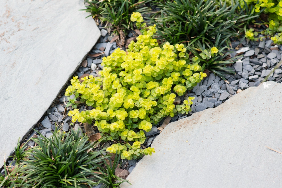 Unexpected Mosaic by Carolina Landscape, Inc. - Photo 11