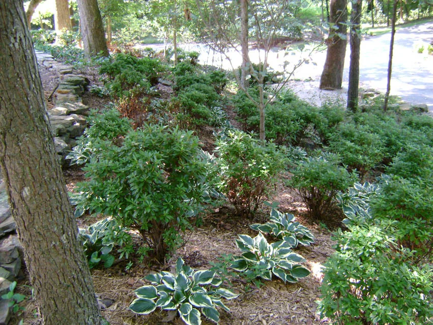 Shade Home by Professional Landscaping Company - Photo 5