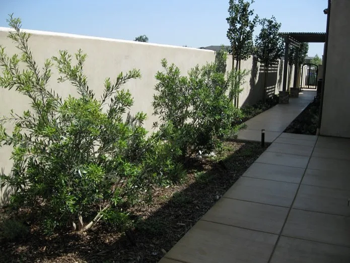 Southwest Modern Design by Plant Systems Landscape - Photo 2