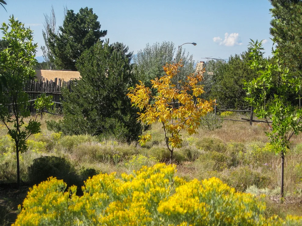 Terra Gardens Santa Fe - Photo 7