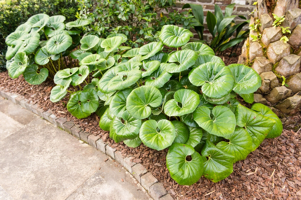 Formal Roots by Carolina Landscape, Inc. - Photo 20