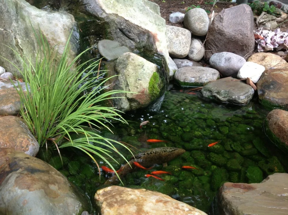 Aquatic Elements by David Spencer Professional Landscaping Services - Photo 6