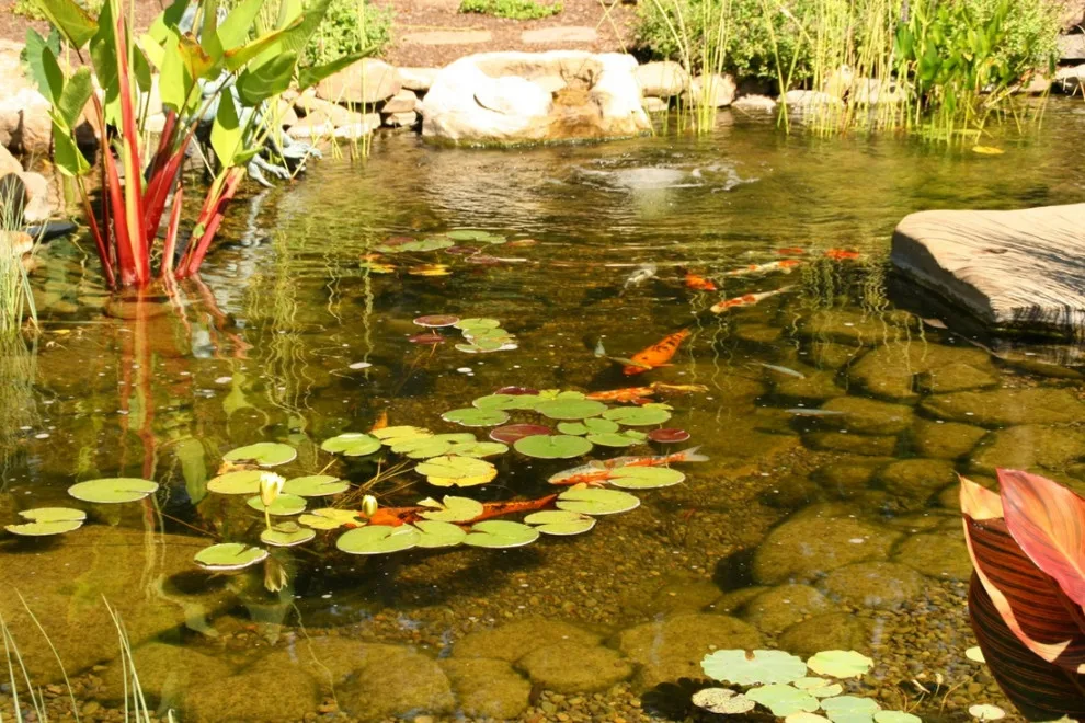 Aquatic Elements by David Spencer Professional Landscaping Services - Photo 27