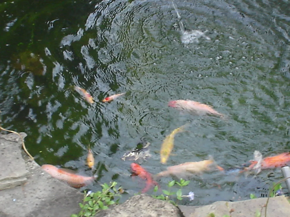 Aquatic Elements by Marlinski Landscape & Stone Work - Photo 7