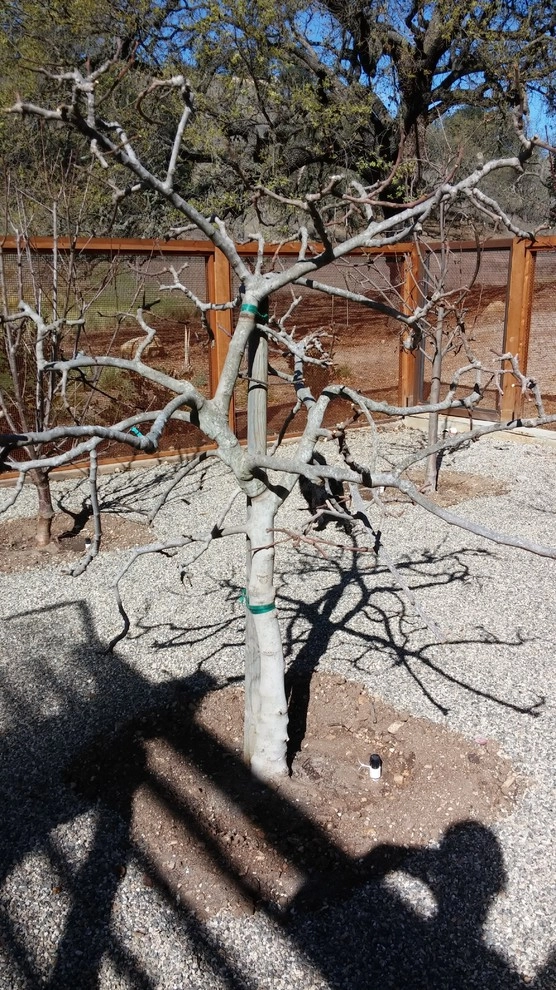 Santa Ynez Ranch by Carson Douglas Landscape Architecture - Photo 34