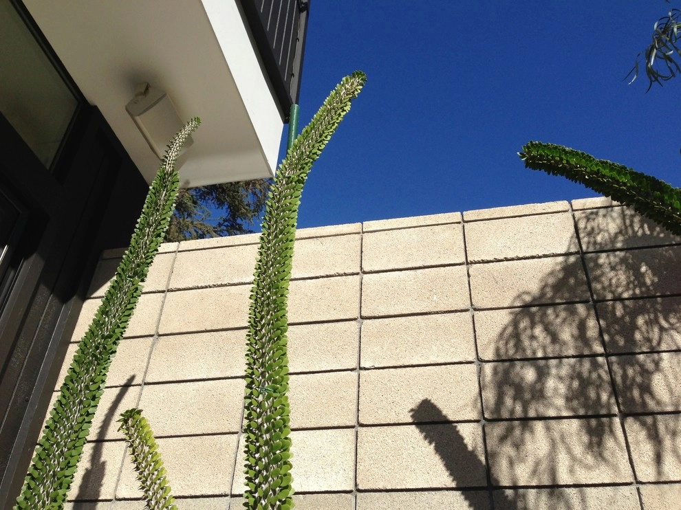 Shayan House by Carson Douglas Landscape Architecture - Photo 8
