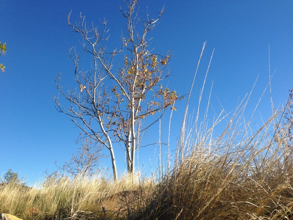 Alpine Special Event Site by Carson Douglas Landscape Architecture - Photo 19