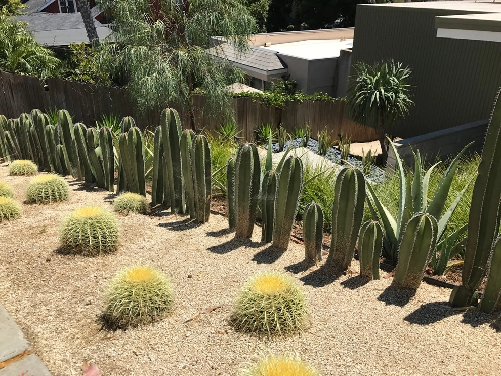 Birdrock Midcentury by Carson Douglas Landscape Architecture - Photo 5