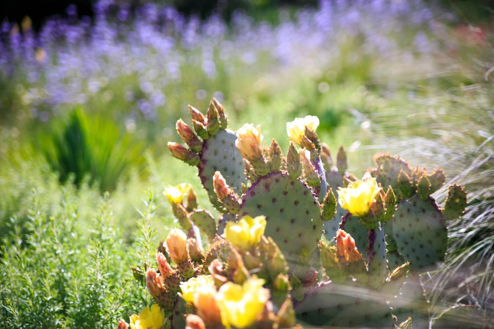 Santa Ynez Ranch by Carson Douglas Landscape Architecture - Photo 80
