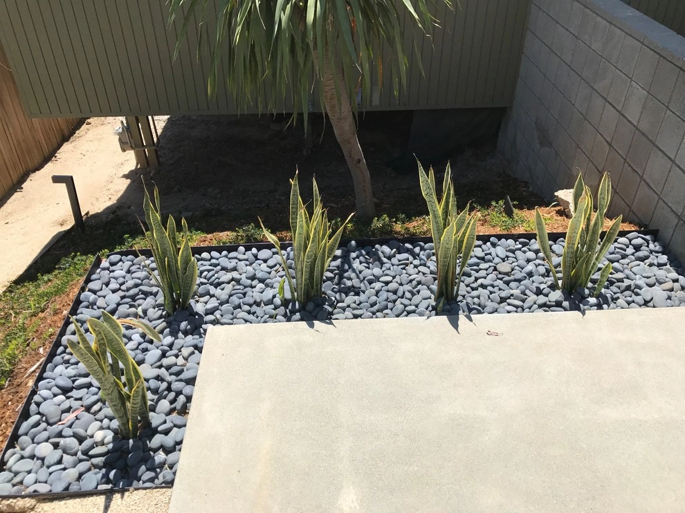 Birdrock Midcentury by Carson Douglas Landscape Architecture - Photo 6
