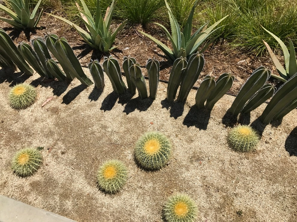 Birdrock Midcentury by Carson Douglas Landscape Architecture - Photo 3